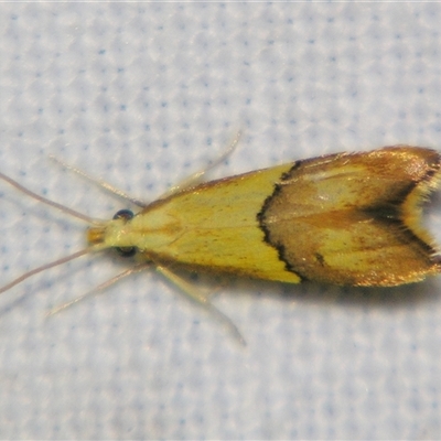 Crocanthes prasinopis (A Curved -horn moth) at Rocky Creek, NSW - 3 Nov 2009 by PJH123