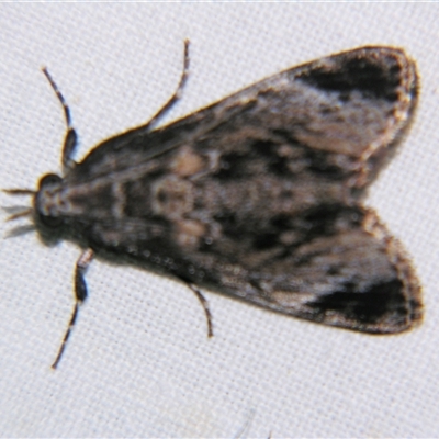 Salma pyrastis (A Pyralid moth (Epipaschiinae) at Rocky Creek, NSW - 3 Nov 2009 by PJH123