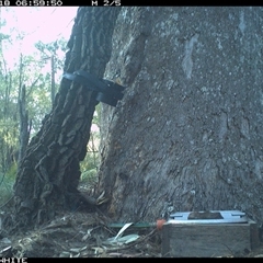 Cervus unicolor at Murrah, NSW - 18 Sep 2024 06:59 AM