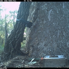 Cervus unicolor at Murrah, NSW - 18 Sep 2024 06:59 AM