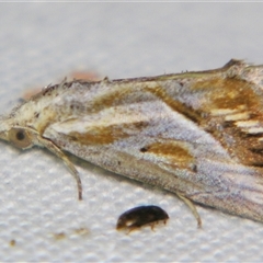 Rhynchodontodes chalcias (An Erebid moth (Hypeninae) at Rocky Creek, NSW - 3 Nov 2009 by PJH123