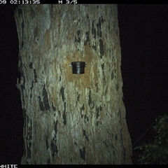 Trichosurus vulpecula (Common Brushtail Possum) at Bermagui, NSW - 9 Oct 2024 by TheCrossingLand