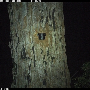Trichosurus vulpecula (Common Brushtail Possum) at Bermagui, NSW - 9 Oct 2024 by TheCrossingLand