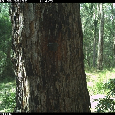 Cormobates leucophaea (White-throated Treecreeper) at Bermagui, NSW - 16 Oct 2024 by TheCrossingLand