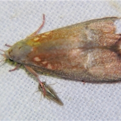Hemibela tyranna (A Concealer moth (Wingia group) at Rocky Creek, NSW - 3 Nov 2009 by PJH123