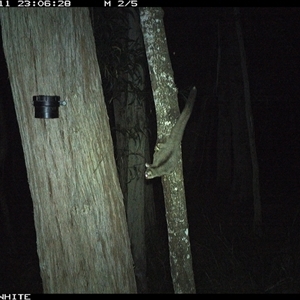 Petaurus breviceps (Sugar Glider) at Bermagui, NSW - 11 Oct 2024 by TheCrossingLand
