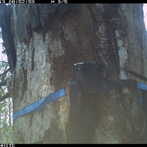 Ptilonorhynchus violaceus (Satin Bowerbird) at Yowrie, NSW - 13 Sep 2024 by orchidridge