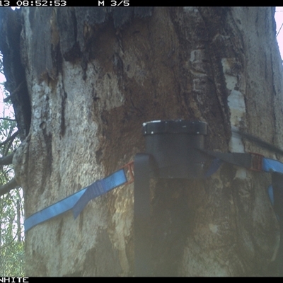 Ptilonorhynchus violaceus (Satin Bowerbird) at Yowrie, NSW - 13 Sep 2024 by orchidridge