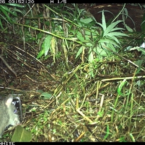 Perameles nasuta (Long-nosed Bandicoot) at Yowrie, NSW - 26 Sep 2024 by orchidridge