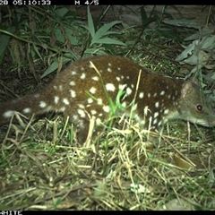 Dasyurus maculatus ssp. maculatus (Spotted-tailed Quoll) at Yowrie, NSW - 28 Sep 2024 by orchidridge