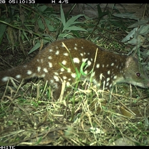 Dasyurus maculatus ssp. maculatus (Spotted-tailed Quoll) at Yowrie, NSW - 28 Sep 2024 by orchidridge
