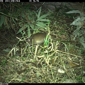 Rattus fuscipes (Bush Rat) at Yowrie, NSW - 29 Sep 2024 by orchidridge