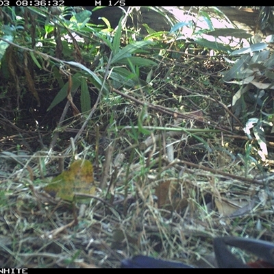 Platycercus elegans (Crimson Rosella) at Yowrie, NSW - 3 Oct 2024 by orchidridge