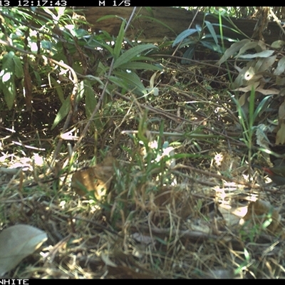 Neochmia temporalis (Red-browed Finch) at Yowrie, NSW - 13 Oct 2024 by orchidridge