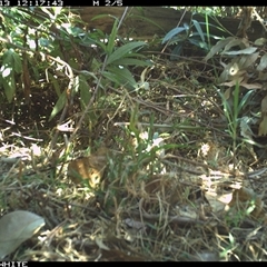 Neochmia temporalis at Yowrie, NSW - 13 Oct 2024 12:17 PM