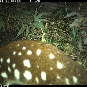 Dasyurus maculatus ssp. maculatus (Spotted-tailed Quoll) at Yowrie, NSW - 14 Oct 2024 by orchidridge