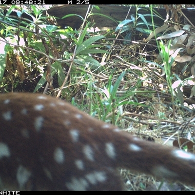 Dasyurus maculatus ssp. maculatus (Spotted-tailed Quoll) at Yowrie, NSW - 17 Oct 2024 by orchidridge