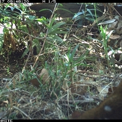 Dasyurus maculatus ssp. maculatus at Yowrie, NSW - suppressed