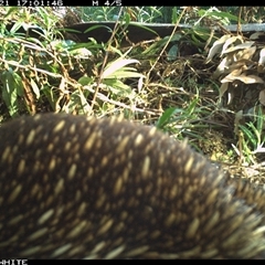 Tachyglossus aculeatus at Yowrie, NSW - 21 Oct 2024 05:01 PM