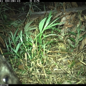 Vombatus ursinus (Bare-nosed Wombat) at Yowrie, NSW - 31 Oct 2024 by orchidridge