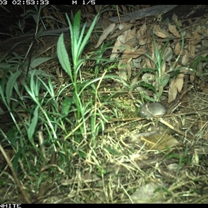Muridae (family) (Unidentfied rodent) at Yowrie, NSW - 3 Nov 2024 by orchidridge