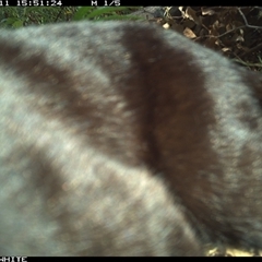 Felis catus (Feral Cat) at Yowrie, NSW - 11 Nov 2024 by orchidridge