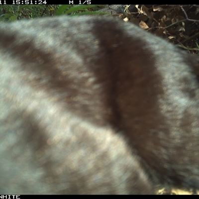 Felis catus (Feral Cat) at Yowrie, NSW - 11 Nov 2024 by orchidridge