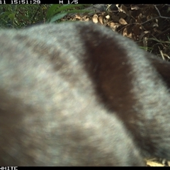 Felis catus at Yowrie, NSW - 11 Nov 2024 03:51 PM