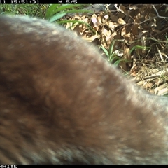 Felis catus at Yowrie, NSW - 11 Nov 2024 03:51 PM