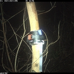 Acrobates pygmaeus at Yowrie, NSW - 21 Nov 2024 02:22 AM