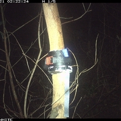 Acrobates pygmaeus at Yowrie, NSW - 21 Nov 2024 02:22 AM