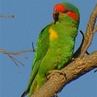 Unverified Parrot at Rocky Creek, NSW - 4 Nov 2009 by PJH123