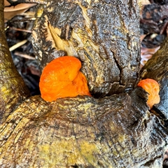 Trametes coccinea at Bairnsdale, VIC - Today by Hejor1