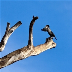 Phalacrocorax carbo at Bairnsdale, VIC - 10 Jun 2025 10:22 AM