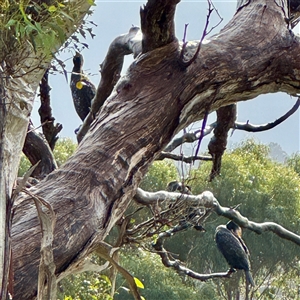 Phalacrocorax carbo at Bairnsdale, VIC - 10 Jun 2025 10:22 AM