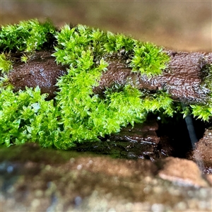 Rosulabryum sp. at Bairnsdale, VIC - Today by Hejor1