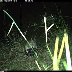 Perameles nasuta (Long-nosed Bandicoot) at Yowrie, NSW - 5 Sep 2024 by orchidridge