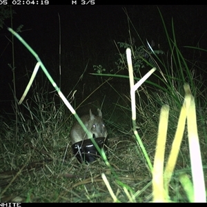 Perameles nasuta (Long-nosed Bandicoot) at Yowrie, NSW - 5 Sep 2024 by orchidridge