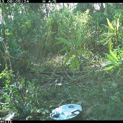 Vulpes vulpes (Red Fox) at Yowrie, NSW - 13 Sep 2024 by orchidridge