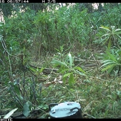 Menura novaehollandiae at Yowrie, NSW - 16 Sep 2024 06:57 AM