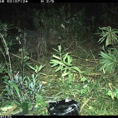 Vombatus ursinus (Common wombat, Bare-nosed Wombat) at Yowrie, NSW - 18 Sep 2024 by orchidridge