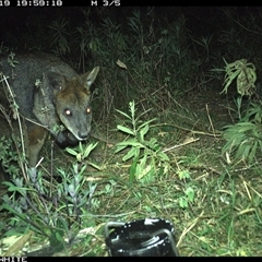 Wallabia bicolor (Swamp Wallaby) at Yowrie, NSW - 19 Sep 2024 by orchidridge