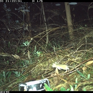 Muridae (family) (Unidentfied rodent) at Yowrie, NSW - 20 Nov 2024 by orchidridge