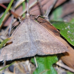Epidesmia hypenaria (Long-nosed Epidesmia) at Bolivia, NSW - 4 Nov 2009 by PJH123