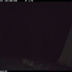 Vulpes vulpes (Red Fox) at Cuttagee, NSW - 15 Sep 2024 by Clearview
