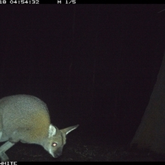 Notamacropus rufogriseus (Red-necked Wallaby) at Cuttagee, NSW - 18 Sep 2024 by Clearview