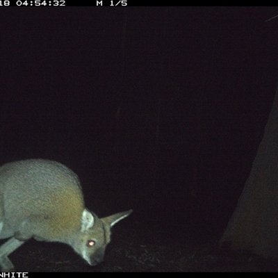 Notamacropus rufogriseus (Red-necked Wallaby) at Cuttagee, NSW - 18 Sep 2024 by Clearview