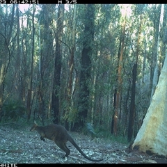 Wallabia bicolor (Swamp Wallaby) at Cuttagee, NSW - 23 Sep 2024 by Clearview