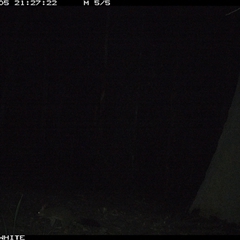Trichosurus vulpecula (Common Brushtail Possum) at Cuttagee, NSW - 5 Oct 2024 by Clearview