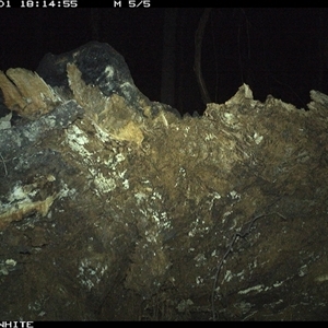 Trichosurus vulpecula (Common Brushtail Possum) at Cuttagee, NSW - 1 Oct 2024 by Clearview